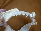  sj337-35  8-1 2  Broadnose 7-gill Snouted Shark Jaw Notorynchus Cepedianus