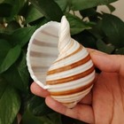 Large Natural Tonna Sulcosa Seashell Stripe Shell Rare Real Beach Deco 3 -4  In