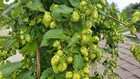 Hop Rhizomes - Comet  Willamette  Alph Aroma  rakau   Glacier  Columbia