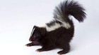 Skunk Scent - Liquid Stink Spray Bottle - Classic Funny Ass Gag Prank Puke Joke