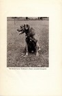 1945 Antique Chesapeake Bay Retriever Print The Second Cocoa 5912c