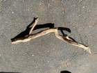 Manzanita Wood  Driftwood  Reptile Tank Decor  Fishtank Aquascape Or Terrarium 