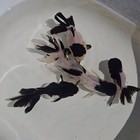 Live Oranda Panda  Color Juvenile Goldfish Short Body 2 To 2 5 Inch