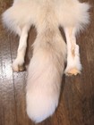 Rare Ranch Pink Fox Hide Pelt Freshly Tanned  Luxurious Fur 4 Legs