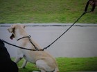 Dual Double Dog Leash For Two Dogs 360 Swivel No Tangle Walking Leash 25-150 Lbs