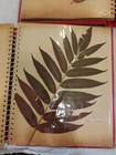 3 Vintage Botanical Pressed Dried Leaves Herbarium Scrapbooks 60  Specimens 