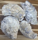 12 Oyster Shells Cup Side 7-9    Bulk Clean No Smell Art Jewelry Dish