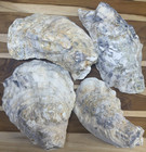 6 Oyster Shells Cup Side 7-9    Bulk Clean No Smell Art Jewelry Dish
