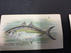 Lot Of 5 Sweet Caporal Cigarette Trade Card Tobacianna Fish Series