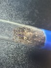 Queen Ant - Aphaenogaster Sp  - 40  Workers And Brood