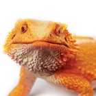 Safari Ltd  Bearded Dragon Figurine - Detailed 8 5 Plastic Model Figure - Fun