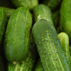 50  Carolina Hybrid Cucumber Seeds Non-gmo Fresh Your Garden