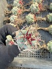 Thelocactus Hexaedrophorus Var fossulatuss Seedgrowth Succulentcactus 3pcs