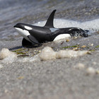 Wild  Sea Life Orca Figurine - Realistic 6  Killer Whale Model Figure - Educatio