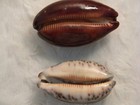 2 Cowrie Shells Purple Tiger Cowrie Mole Cowrie 2 5 