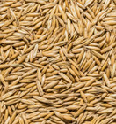 Cat Grass Oat Seeds 1 Lb  3 000  Seeds Grow Your Pets Garden Usa Grown Free Ship