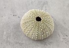Green Mexican Sea Urchin Strongylocentrotus  1 Per Package Approx  1 5  Inches  