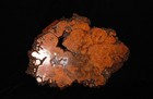 Stunning Burl Wood Shikiita Stand  Zm93
