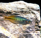 Boesemani Rainbowfish  melanotaenia Boesemani   Live Freshwater Aquarium Fish