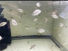 Super Red Monkey Flowerhorn Fry  5-1  5 Pack live Freshwater Fish