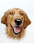 Golden Retriever Custom Dog Portrait Original Painting From Photo Gift Idea
