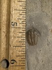 Modocia Typicalis Trilobite Millard Co  Utah