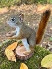 New Red Squirrel Taxidermy  Squirrel Taxidermy  Pine Squirrel  Adirondacks  Gift