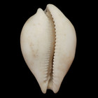Cy109 Cypraea  bouchetaria  Aenigma 109 6mm     S  Mozambique     G  good 