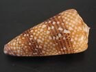 Rarely Seen Beauty   conus Nobilis Victor 41 8mm gem indonesia Seashell