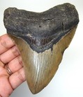 Megalodon Shark Tooth Real Fossil  - 4 26    - Shark Teeth - No Restorations