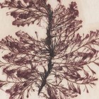 Antique 1833 Scottish Dried Sea Algae Herbarium 6 Rhodomela Lycopodioides