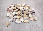 Purple Coquina Clam Shells Donax  approx  Half Cup   -100 Shells 0 25  Inches 
