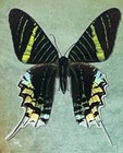 Peacock Moth Art  Framed Taxidermy Butterfly Real Insect Gift Shadowbox Lot