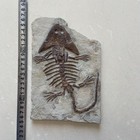 Jurassic Paleontological Fossil Manchuria Fossil Collection Xule