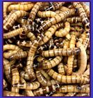 1000 Large 1 5-2    Live Superworms  Free Same Day Shipping