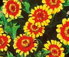 100  Sombrero Zinnia Seeds   fresh Seeds     free Shipping  