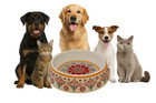 8 5  Patterned Pet Bowl     4 Cup Melamine Dog Or Cat Food Water Dish