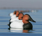 Avery Greenhead Gear Oversized Canvasback Duck Decoys Fixed Keel New    
