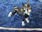 Sweet Boston Terrier Miniature
