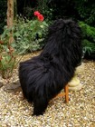 Genuine  Natural Icelandic Sheepskin Rug Long Fur  Large White -black