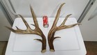 Wild 170  Dark Whitetail Deer Antler Shed Antlers Mule Mount Elk Moose
