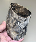 Blue Forest Petrified Wood - Schinoxylon Species  Large Polished Limb 
