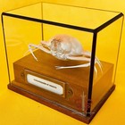 Crab Specimen Real Ixoides Cornutus  Museum-quality Taxidermy   Display Box