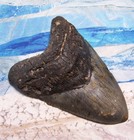 Megalodon Shark Tooth 5 1 2  Sharks Teeth Huge Jaw Fossil Real Megladon Serrated