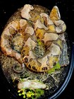Taxidermy Mount Copperhead Viper Snake Related Reptile Lizard Caiman Tortoise 