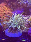 Indo Grail  Torch Single Wysiwyg Live Coral Frag Lps Sps