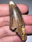 Huge Daspletosaurus Or Gorgosaurus Fossil Dinosaur Tooth 2 33 In T Rex Ancestor