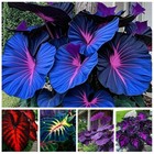 Blue Caladium Flowers 100 Seeds Araceae Elephant Ear Heart Jesus Angel Wings