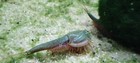Triops Mongolia With Approx  150 Eggs Including Feed-breeding Base