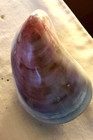 2 Sided Large Colorful Clam Shell 5  Rare